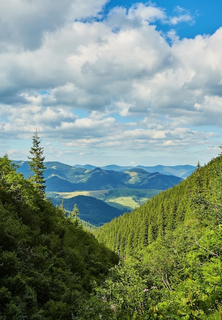 Paisaje con bosques de pinos en las montañas.