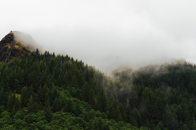 Paisaje brumoso de un bosque con humo saliendo de los árboles