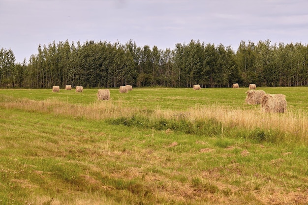 Foto gratuita paisaje de campo de agricultura de cosecha de pajar. opinión del pajar del campo de la agricultura. panorama del campo haystack.