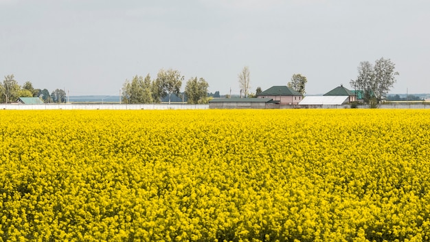 Foto gratuita paisaje de campo de granja