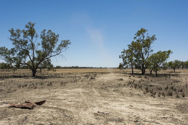 Paisaje de un campo lleno de diferentes tipos de vegetación seca bajo el cielo despejado