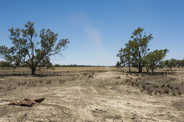 Paisaje de un campo lleno de diferentes tipos de vegetación seca bajo el cielo despejado