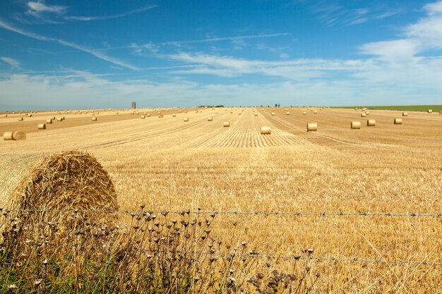 paisaje de campo de paja con cielo azul