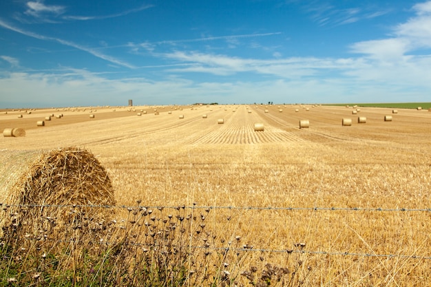 paisaje de campo de paja con cielo azul