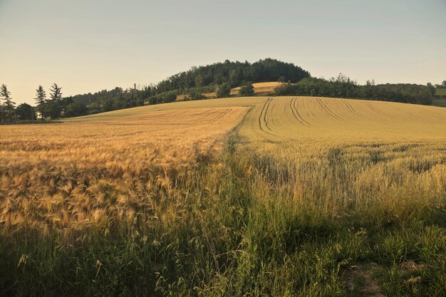 paisaje de campo, toscana, italia