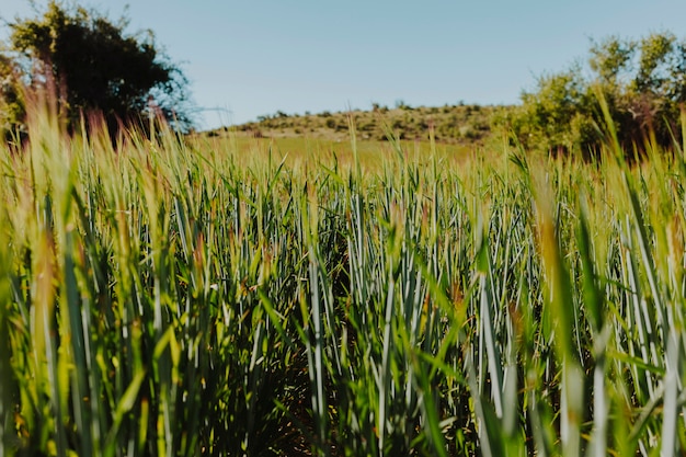 Foto gratuita paisaje de un campo verde