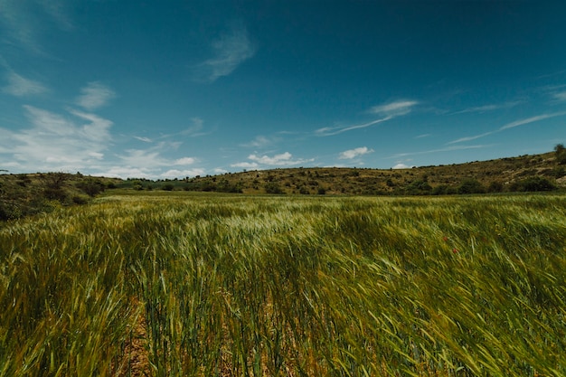 Paisaje de un campo verde