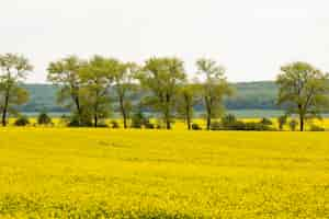 Foto gratuita paisaje de campo