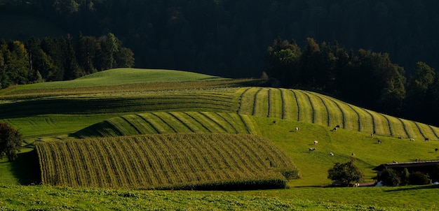 Paisaje de un campo