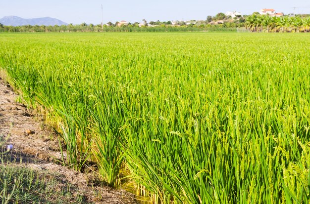 paisaje con campos de arroz