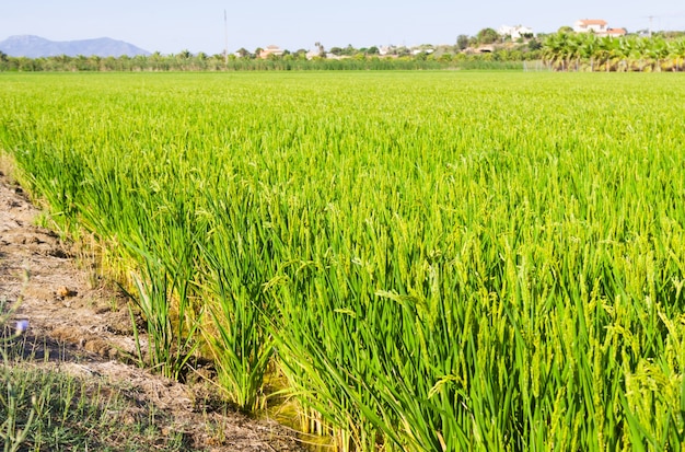 paisaje con campos de arroz