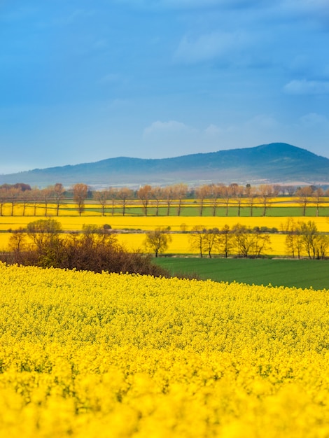 Paisaje de campos de colza en flor