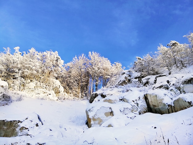 Paisaje de colinas cubiertas de árboles y nieve bajo la luz del sol y un cielo azul en Larvik en Noruega