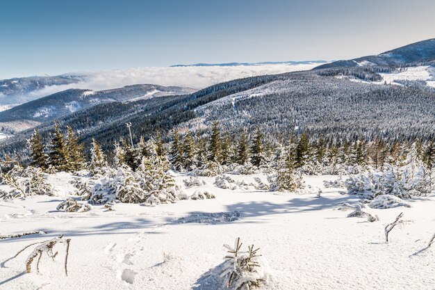 Paisaje de colinas cubiertas de nieve y bosques bajo la luz del sol durante el día