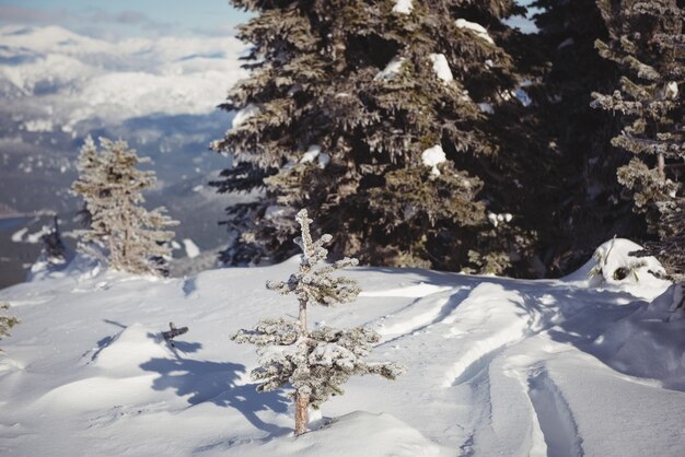 Paisaje cubierto de nieve durante el invierno