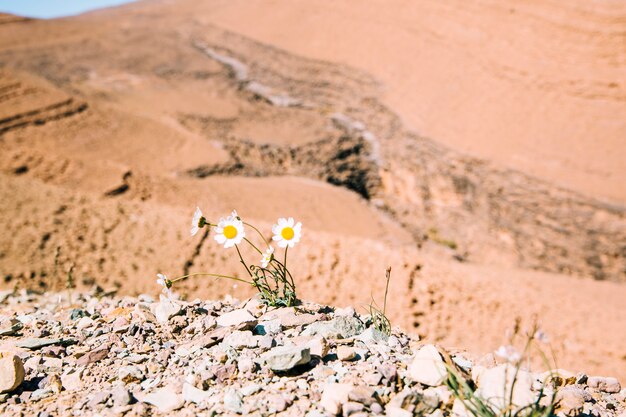 Paisaje de desierto