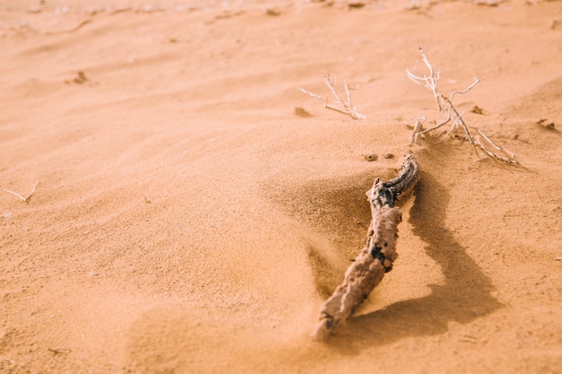 Paisaje de desierto