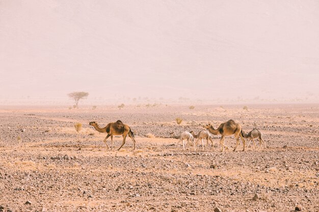 Paisaje de desierto