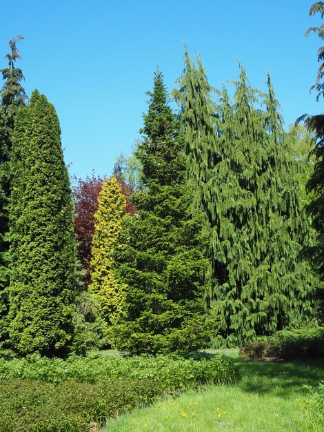 Paisaje de diferentes tipos de árboles tocando el cielo despejado.