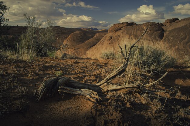 Paisaje de diferentes tipos de plantas que crecen en medio de colinas en el cañón.