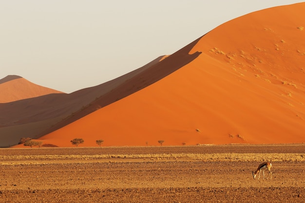 Paisaje de una duna de arena gigante con un antílope en busca de alimento en primer plano