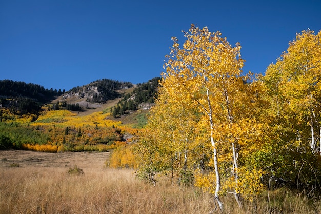 Foto gratuita paisaje de estados unidos naturaleza y vegetación.