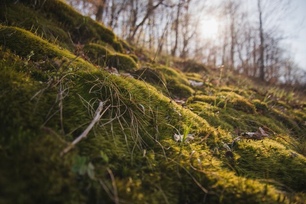 Paisaje fantástico con hierba verde