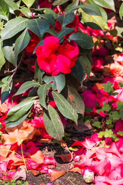 Paisaje de flores rosadas