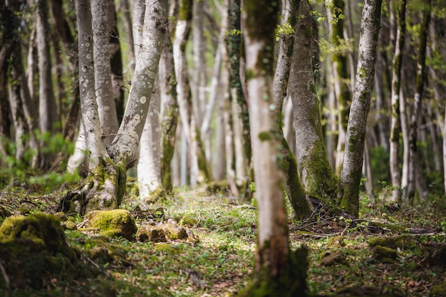 Paisaje forestal con árbol cubierto de musgo