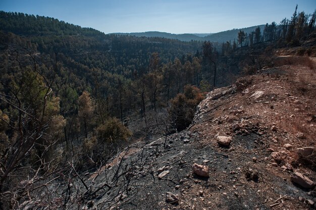 paisaje forestal en las montañas durante el día.