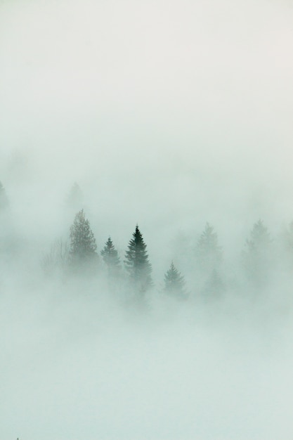 Paisaje forestal con niebla densa