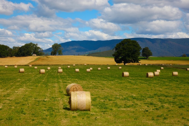 paisaje de heno