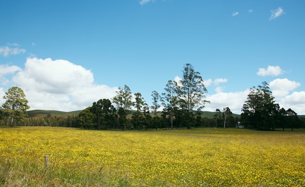 Paisaje en un hermoso día