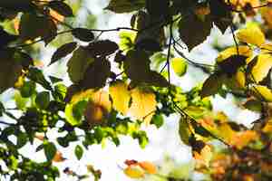 Foto gratuita paisaje de hojas verdes