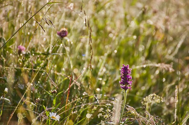 Paisaje idílico en los Alpes con prados verdes frescos y flores florecientes