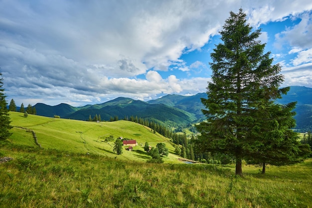 Paisaje idílico en los Alpes con prados verdes frescos y flores florecientes