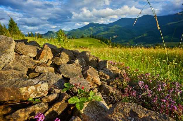 Paisaje idílico en los Alpes con prados verdes frescos y flores florecientes