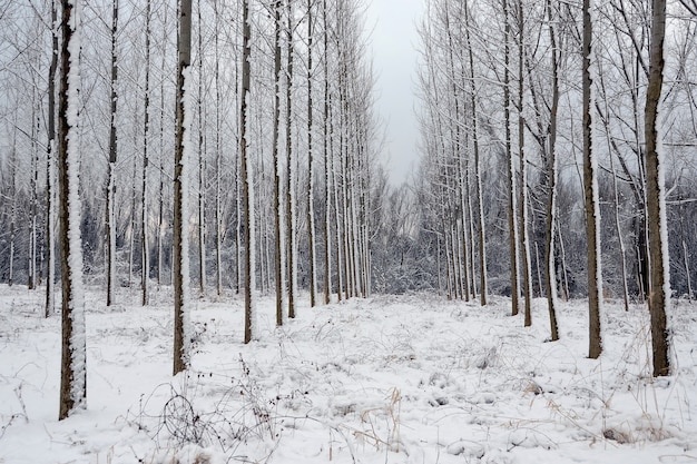 Paisaje invernal, árboles en el bosque en una fila cubierta de nieve