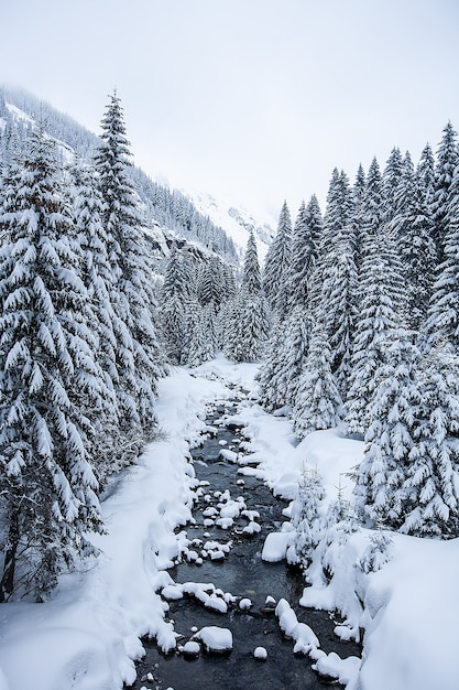 Paisaje invernal con árboles cubiertos de nieve y gran vista