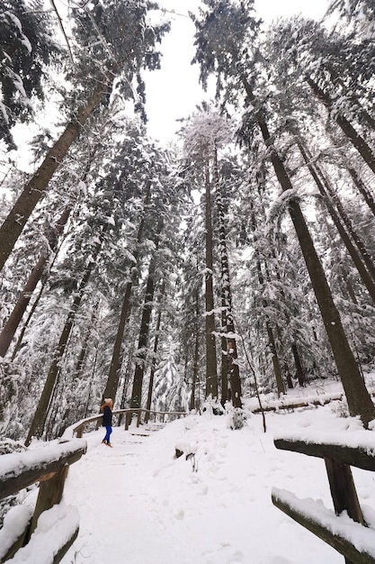 Paisaje invernal en el denso bosque con altos árboles cubiertos de nieve