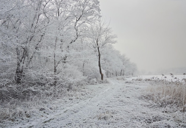 Paisaje invernal en el parque de la ciudad.