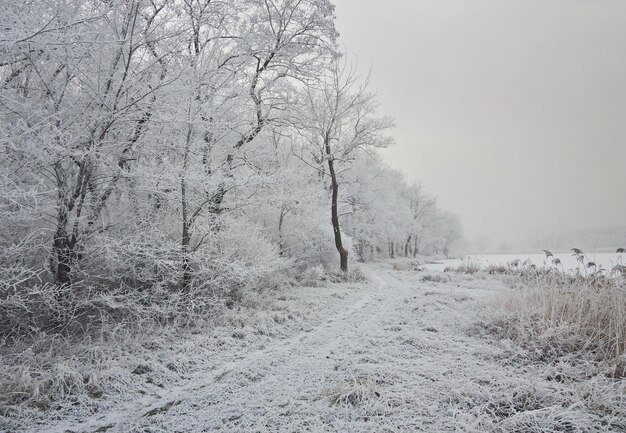 Paisaje invernal en el parque de la ciudad.