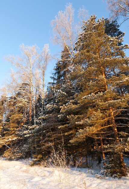 paisaje invernal con pinos