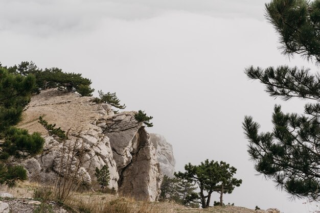 Paisaje invernal con rocas y árboles.