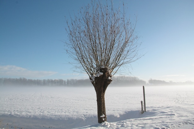 Paisaje invernal con un solo árbol seco desnudo y fuertes nevadas en Brabante, Países Bajos