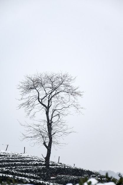 Foto gratuita paisaje de invierno con árbol sin hojas