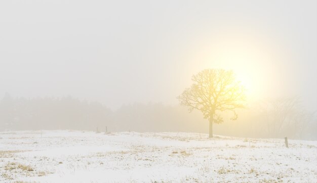 Paisaje de invierno los árboles en la nieve