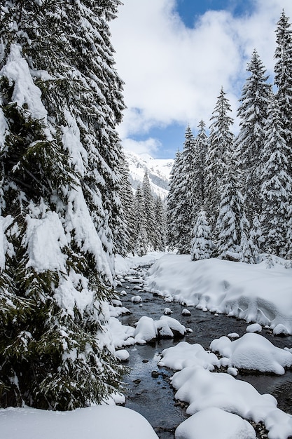 Paisaje de invierno en un día soleado sobre un fondo de montañas, bosque de pinos y nieve