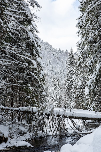 Paisaje de invierno en un día soleado sobre un fondo de montañas, bosque de pinos y nieve