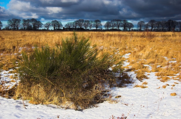 Paisaje de invierno con nieve